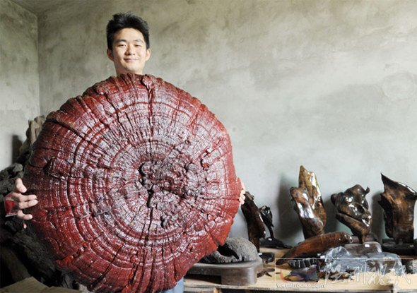 70公斤的千年靈芝被賤賣