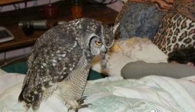 男子捕獵貓頭鷹