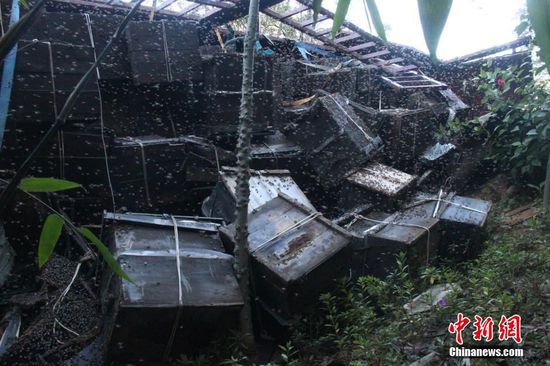 200萬蜜蜂堵國道