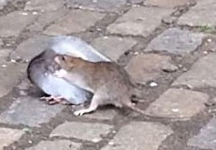 老鼠鴿子當街對決