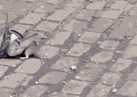 老鼠鴿子當街對決