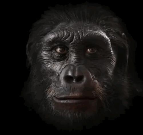 人類臉部進(jìn)化史