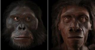 人類臉部進(jìn)化史