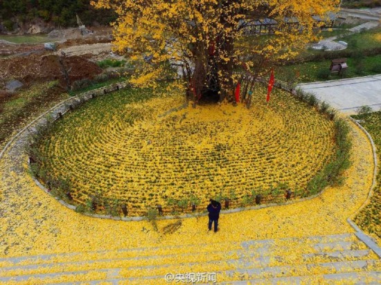 古銀杏落葉似金毯