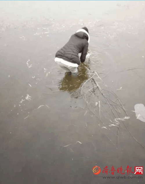 學(xué)生跳冰湖救野兔