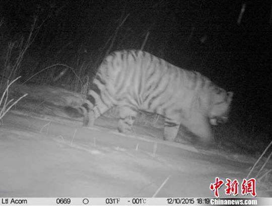 首次拍野生東北虎
