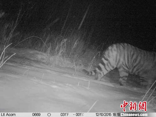 首次拍野生東北虎