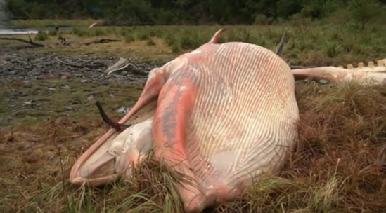 337頭鯨集體自殺圖片