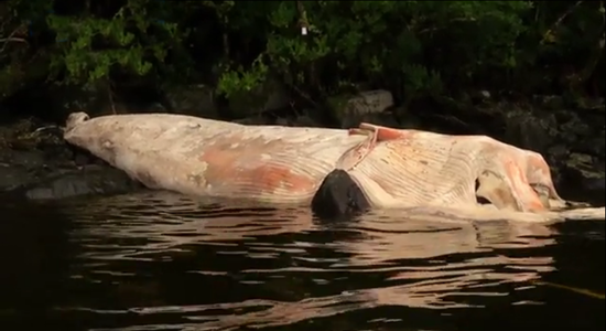 337頭鯨集體自殺圖片