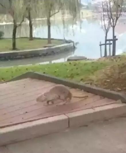 溫醫(yī)大巨鼠