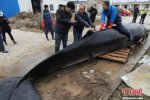 江蘇小鳁鯨標(biāo)本 一頭死亡的小鳁鯨將被制作成標(biāo)本