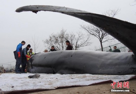 江蘇小鳁鯨標(biāo)本