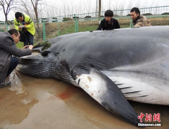 江蘇小鳁鯨標(biāo)本