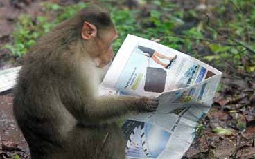 猖狂猴子發(fā)動公交車