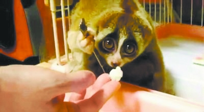 北京酒店出現(xiàn)懶猴