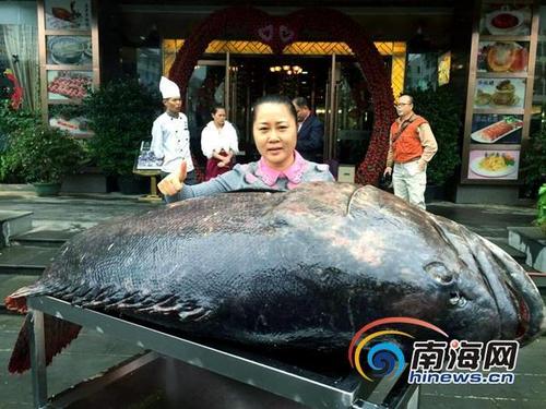 260斤石斑魚捕獲