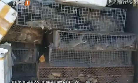 買上百只老鼠放生