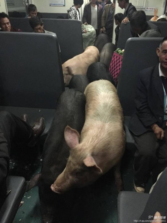 二師兄坐火車真相是彝族鄉(xiāng)親把豬趕到縣城去賣