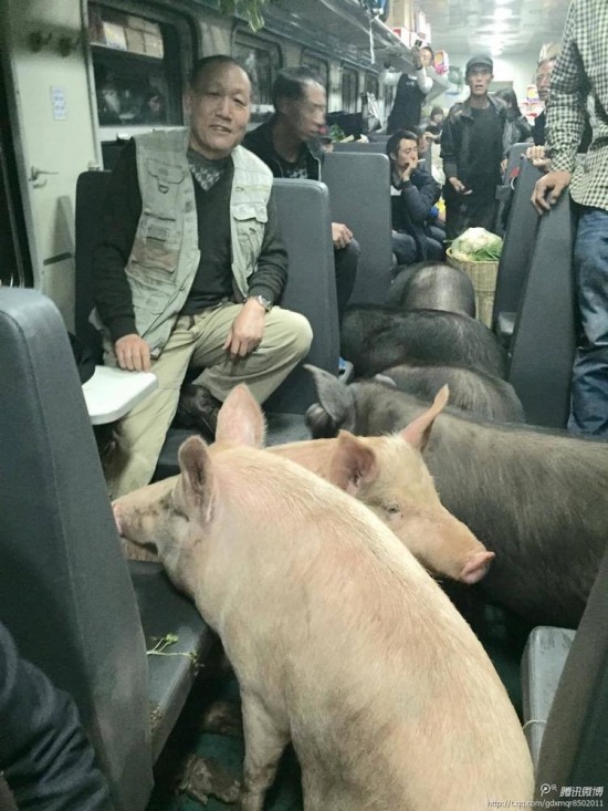 二師兄坐火車真相是彝族鄉(xiāng)親把豬趕到縣城去賣