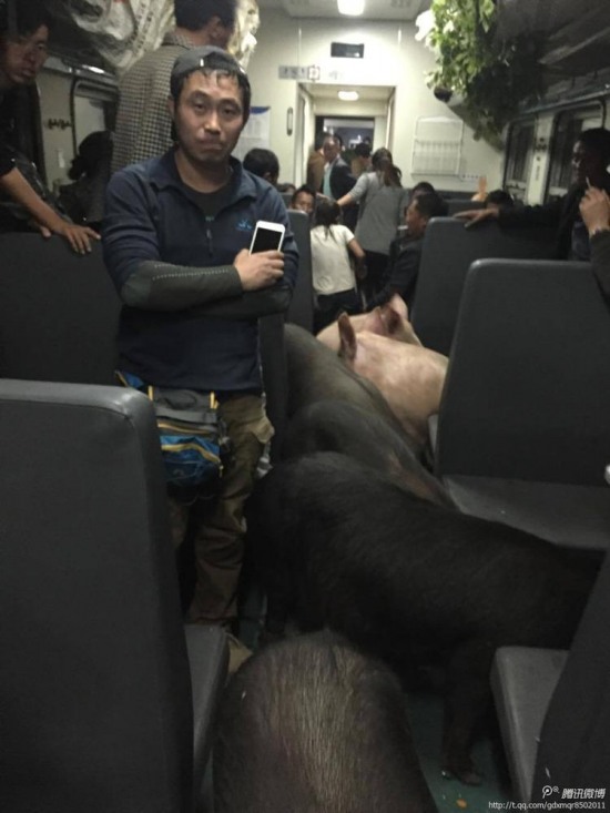 二師兄坐火車真相是彝族鄉(xiāng)親把豬趕到縣城去賣
