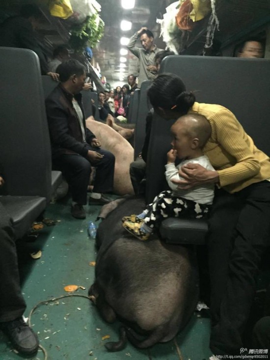 二師兄坐火車真相是彝族鄉(xiāng)親把豬趕到縣城去賣