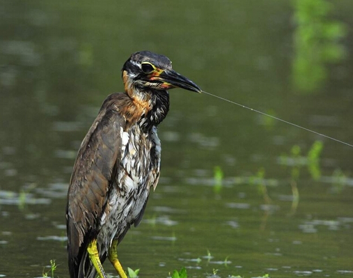 四川現最神秘鳥海南虎斑鳽
