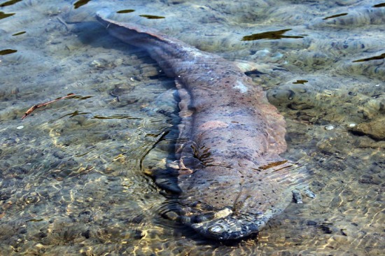 浙江發現1米多長娃娃魚