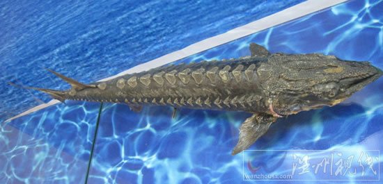 捕獲27斤中華鱘放生