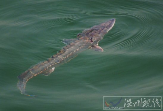 捕獲27斤中華鱘放生