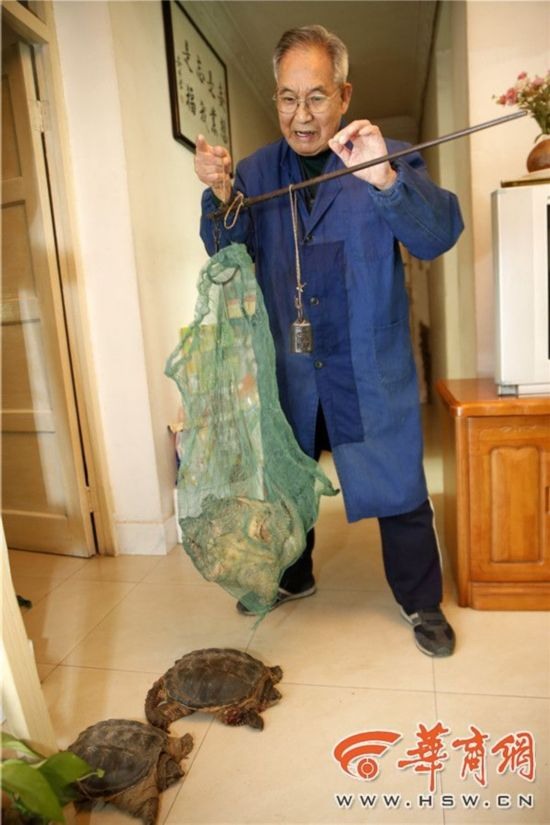 買龍龜竟是鱷魚龜