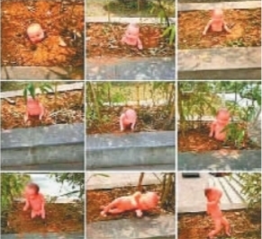 花壇里長出娃娃