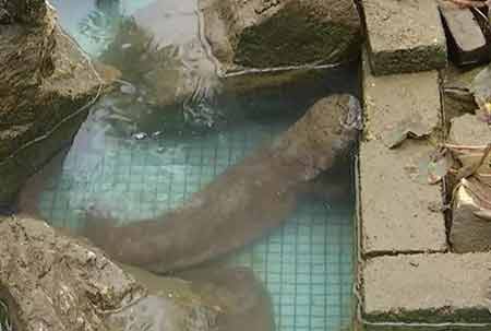 凈水廠現(xiàn)四腳魚(yú)