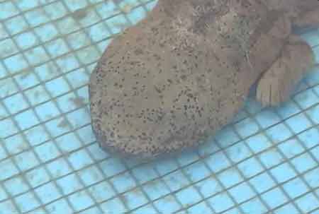 凈水廠現(xiàn)四腳魚(yú)