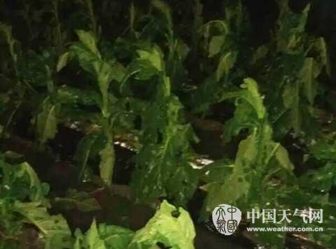 福建強(qiáng)對(duì)流天氣 永定 永安 南靖大風(fēng)暴雨還下冰雹