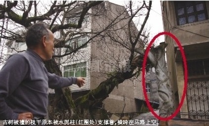 永嘉河嶼村古榕樹被撞