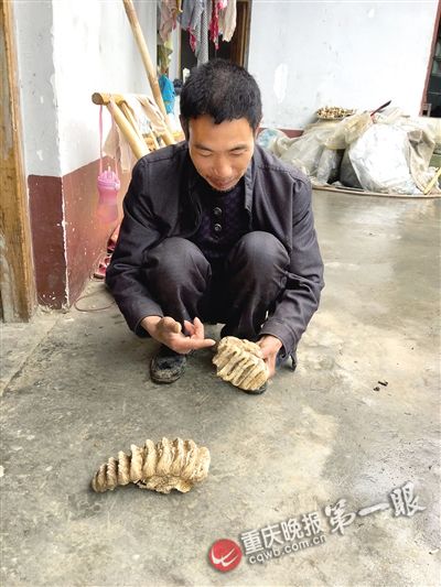 巫山縣農民挖出東方劍齒象臼齒化石