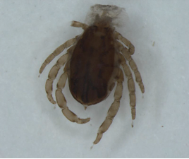 溫州口岸截獲無(wú)色扇頭蜱