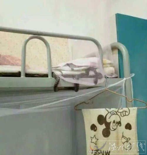 男生與蛇睡一夜