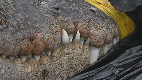 浙江路邊現(xiàn)食人鱷