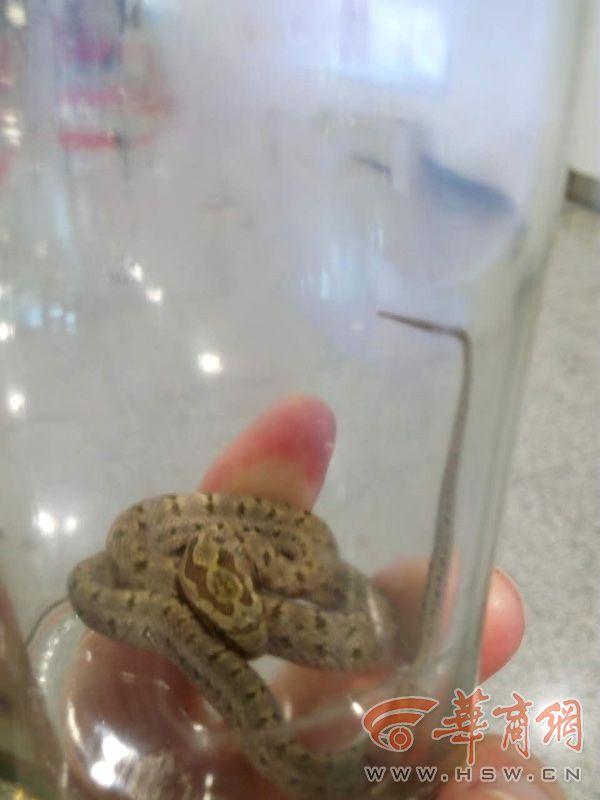 航班上發現活體蛇