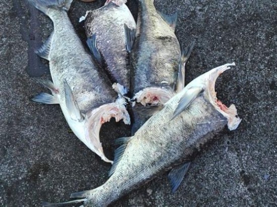 大壩泄洪沖掉魚頭