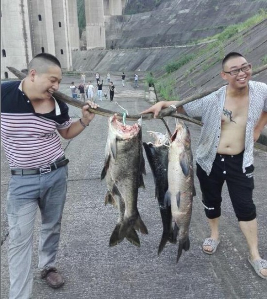 大壩泄洪沖掉魚頭