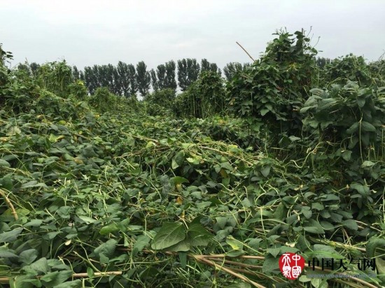 玉田縣大風(fēng)天氣