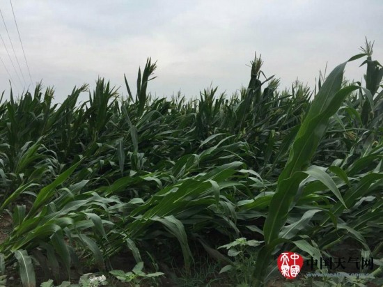 玉田縣大風(fēng)天氣
