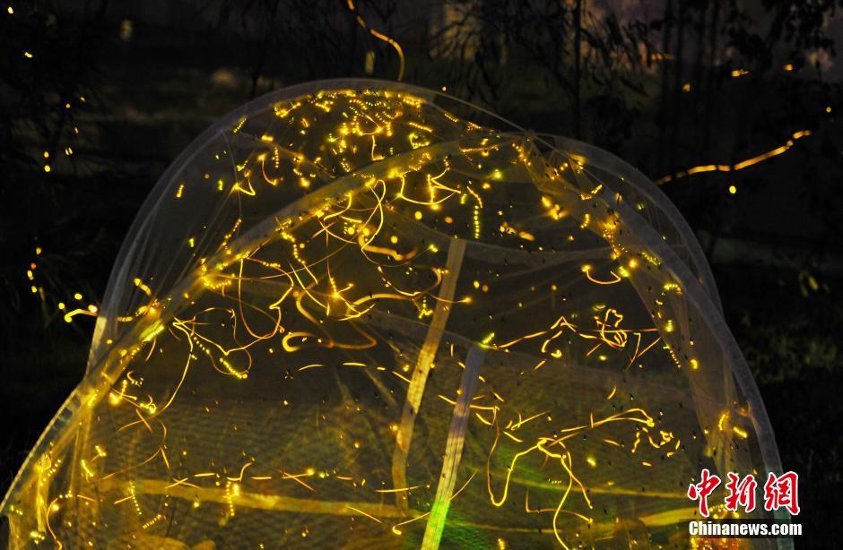 南昌梅嶺螢火蟲輕舞飛揚，流光溢彩。