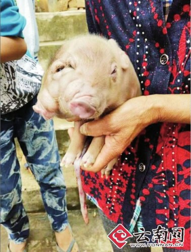 母豬產下雙頭崽