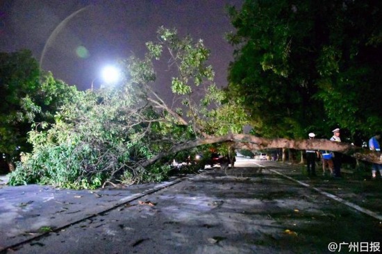 廣州臺風(fēng)妮妲影響 大樹被連根拔起