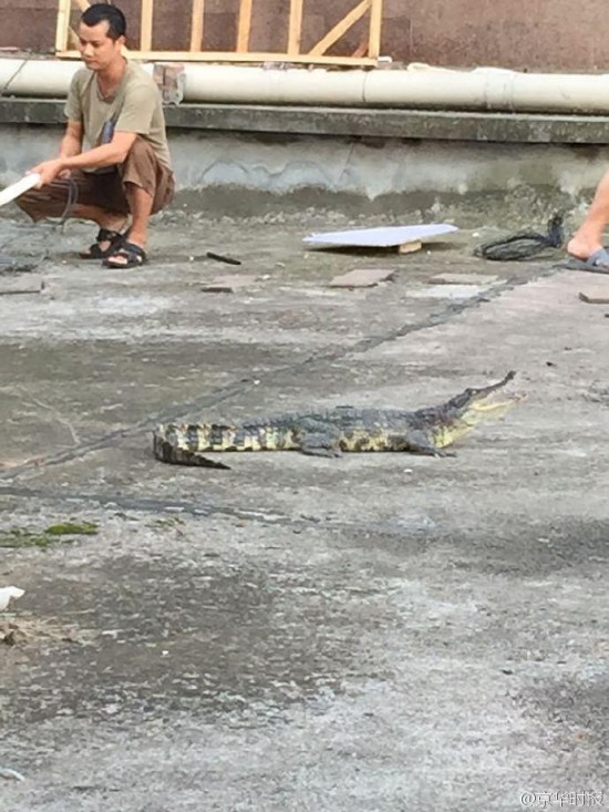 鄰居養一米長鱷魚