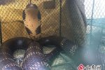 云南新平2.4米蛇占屋為王被擒拿 眼鏡王蛇長2.65米
