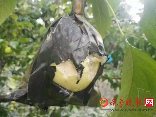 濱州下冰雹 10萬畝鴨梨遭冰雹襲擊幾乎絕產(chǎn)